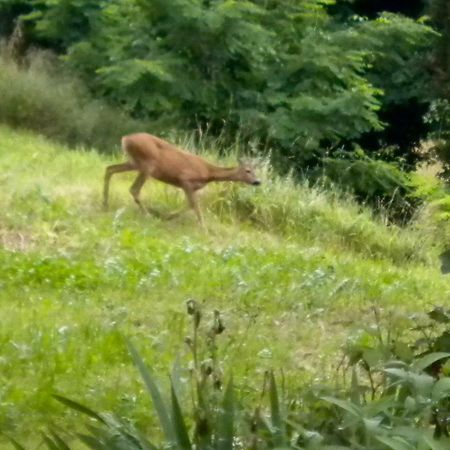 Agriturismo Bosco Fiorito Villa Múggia Eksteriør billede