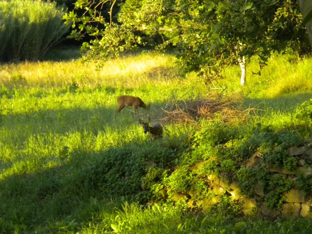 Agriturismo Bosco Fiorito Villa Múggia Eksteriør billede